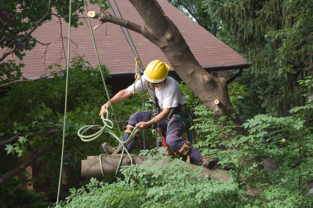 Professional Tree Services in Calera, OK